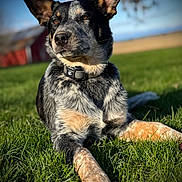 Millie joined the competition — help win amazing prizes! dog, outdoor, grass, barn, blue_sky, animal, pet, portrait, ears_up, collar, sunlight, relaxed, field, nature, canine, muzzle, fur, alert, lying_down, daytime