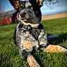 dog, outdoor, grass, barn, blue_sky, animal, pet, portrait, ears_up, collar, sunlight, relaxed, field, nature, canine, muzzle, fur, alert, lying_down, daytime