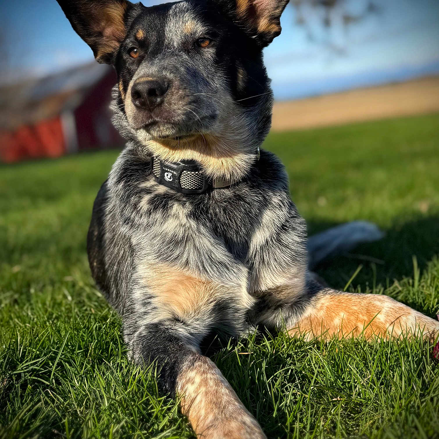 Millie joined the competition — help win amazing prizes! dog, outdoor, grass, barn, blue_sky, animal, pet, portrait, ears_up, collar, sunlight, relaxed, field, nature, canine, muzzle, fur, alert, lying_down, daytime