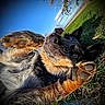 dog, grass, paw, sky, barn, outdoor, animal, pet, playful, close_up, nature, fur, blue_sky, rural, field, canine, sunlight, paw_pad, daytime, curious