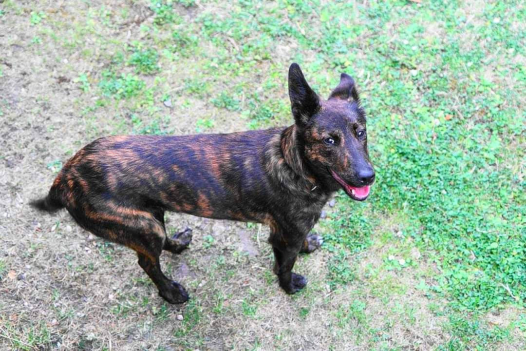 Julia participe au concours pour gagner de l'argent avec cette photo : art, canidae, carnivore, dog, dog_breed, grass, guard_dog, herding_dog, hunting_dog, lycaon_pictus, non_sporting_group, plant, snout, sporting_group, tail, terrestrial_animal, working_animal, working_dog