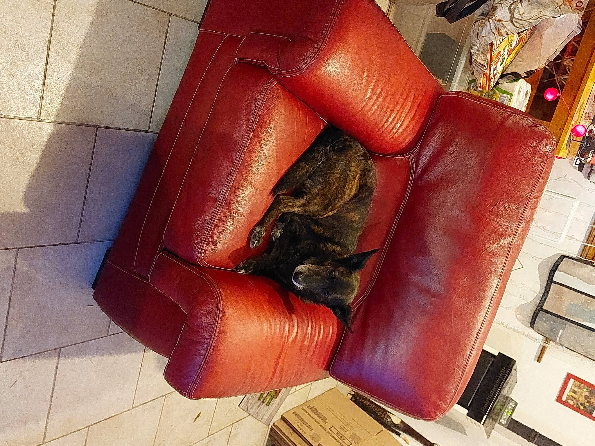 Julia a rejoint le concours — aidez-le/la à gagner de superbes lots ! armrest, brown, comfort, couch, floor, flooring, furniture, hardwood, human_leg, interior_design, leather, leisure, living_room, magenta, room, sofa_bed, studio_couch, thigh, tints_and_shades, wood