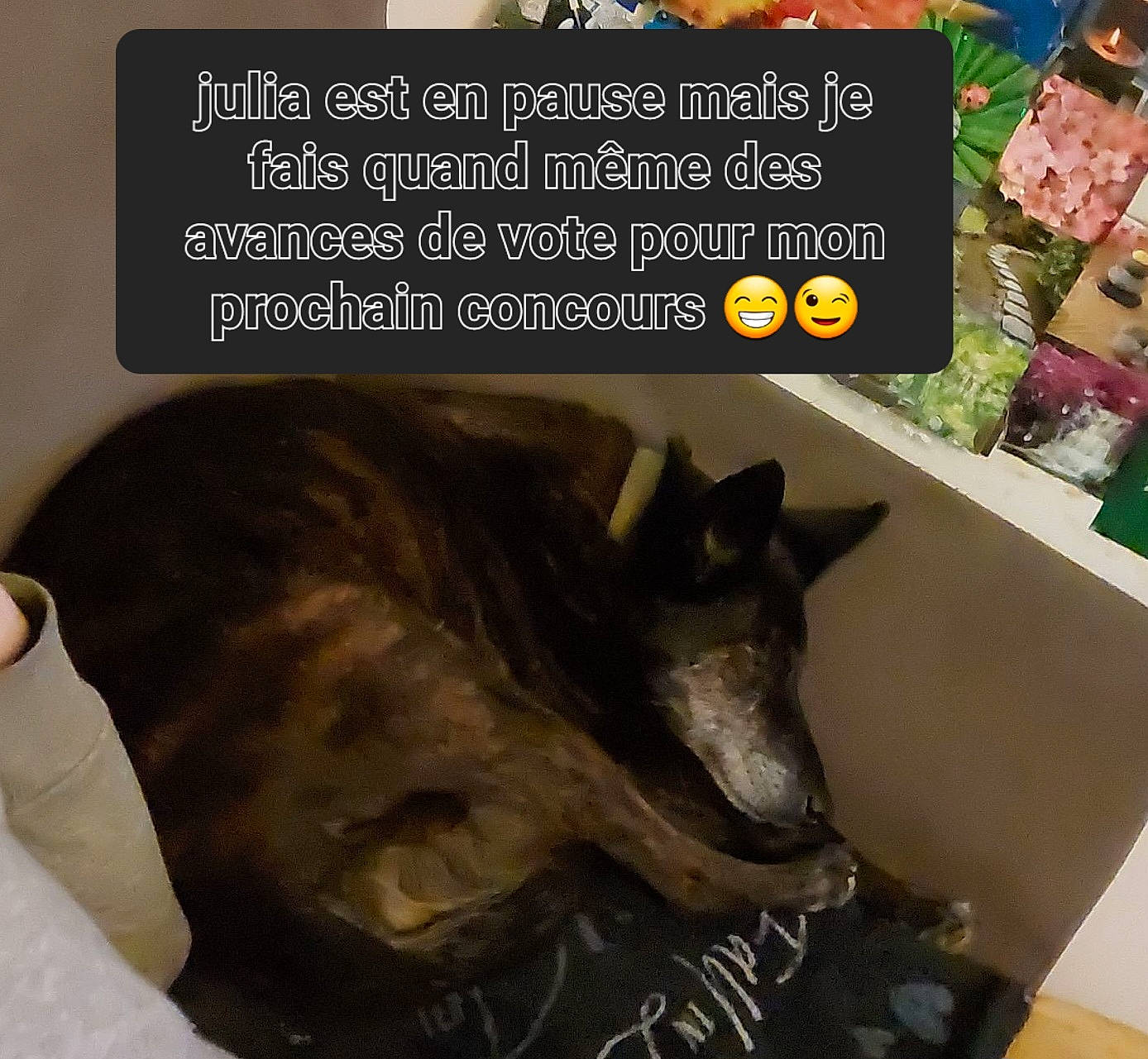 Julia participe au concours pour gagner de l'argent avec cette photo : carnivore, comfort, companion_dog, dog, dog_breed, dog_supply, fawn, felidae, liver, natural_foods, photo_caption, publication, recipe, small_to_medium_sized_cats, snout, sporting_group, tail, terrestrial_animal, whiskers, working_animal