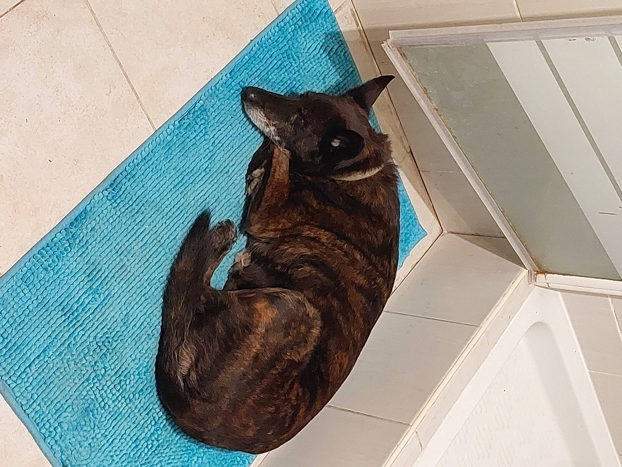 Julia participe au concours pour gagner de l'argent avec cette photo : black_cat, carnivore, cat, cat_supply, comfort, domestic_short_haired_cat, felidae, flooring, fur, grey, hardwood, pattern, pet_supply, rectangle, small_to_medium_sized_cats, tail, terrestrial_animal, whiskers, window, wood