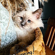 Vegas a rejoint le concours — aidez-le/la à gagner de superbes lots ! abyssinian, angora, animal, basket, cat, furniture, hardwood, kitten, manx, pet, siamese, wood