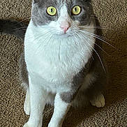 Totoro is registered to the contest to win money with this photo: animal, attention, carpet, cat, closeup, curious, cute, domestic_cat, feline, fur, gray_cat, indoor, looking, pet, playful, portrait, sitting, whiskers, white_cat, yellow_eyes