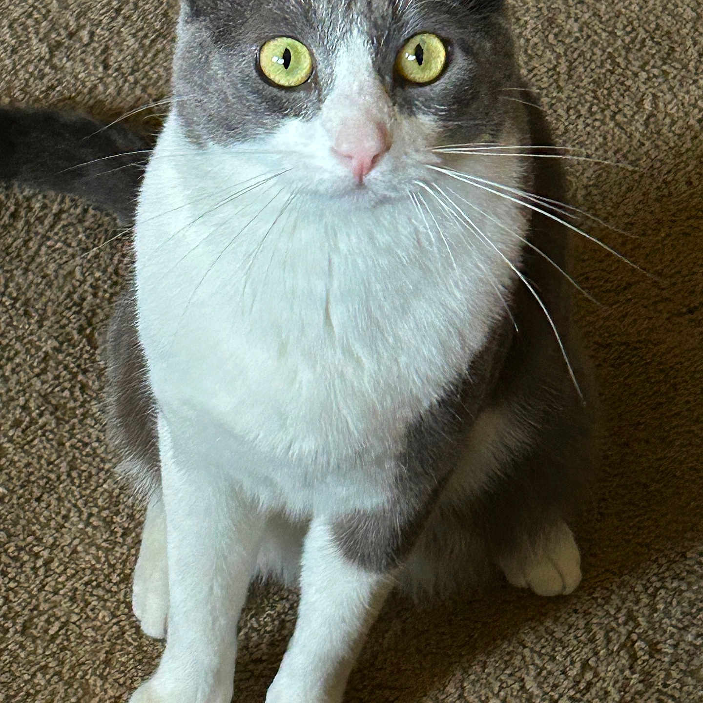 Totoro is registered to the contest to win money with this photo: animal, attention, carpet, cat, closeup, curious, cute, domestic_cat, feline, fur, gray_cat, indoor, looking, pet, playful, portrait, sitting, whiskers, white_cat, yellow_eyes