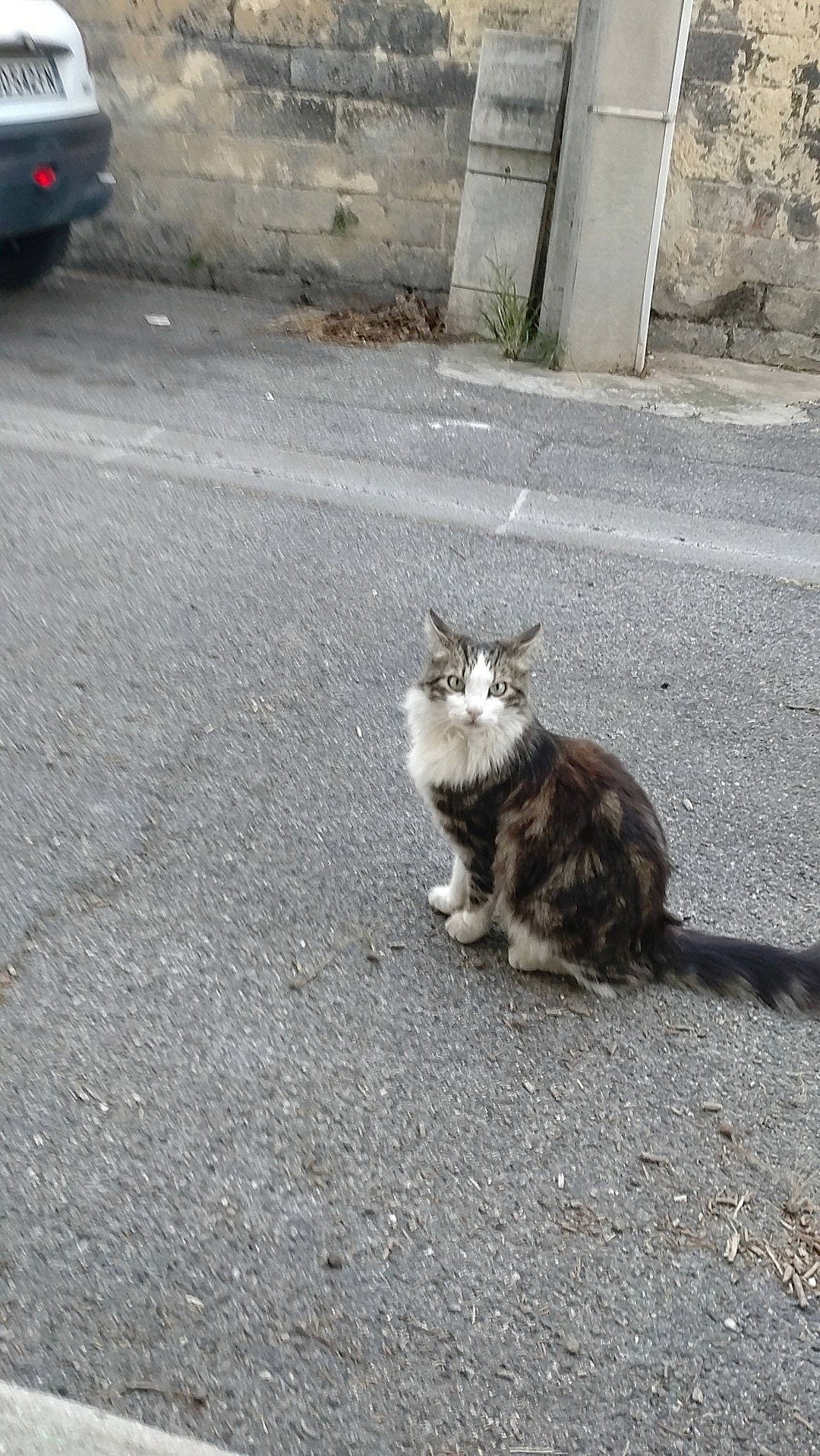 Funky participe au concours pour gagner de l'argent avec cette photo : asphalt, automotive_exterior, automotive_tire, carnivore, cat, concrete, domestic_short_haired_cat, felidae, grey, plant, road, road_surface, sidewalk, small_to_medium_sized_cats, street, tail, tar, vehicle, vehicle_registration_plate, whiskers