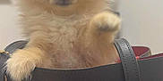 Tiger joined the competition — help win amazing prizes! dog, puppy, pomeranian, fluffy, small_dog, handbag, coach_brand, black_bag, indoor, wall, certificate, paw, cute, pet, furry, accessory, close_up, animal, adorable, soft_lighting