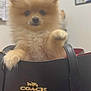 dog, puppy, pomeranian, fluffy, small_dog, handbag, coach_brand, black_bag, indoor, wall, certificate, paw, cute, pet, furry, accessory, close_up, animal, adorable, soft_lighting