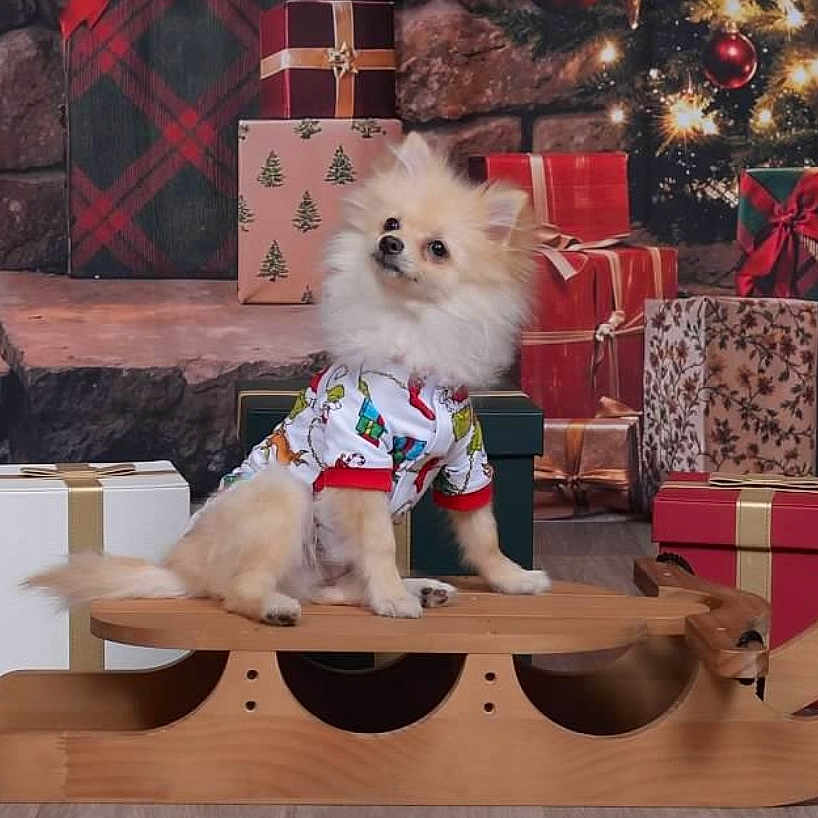 Tiger joined the competition — help win amazing prizes! celebration, christmas_presents, christmas_tree, cozy, cute, decorations, dog, festive_sweater, fireplace, flooring, fur, holiday_decor, holiday_lights, indoor, pet, pomeranian, seasonal, small_dog, wooden_sled, wrapped_gifts