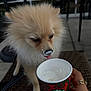 Tiger is registered to the contest to win money with this photo: dog, puppy, pomeranian, fluffy, cream, tongue, cup, starbucks, hand, ring, outdoor, table, wicker, leash, closeup, pet, cute, animal, drinking, food