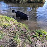 dog, black_dog, water, stream, grass, mud, nature, outdoor, animal, ripples, riverbank, daylight, exploring, canine, pond, reflections, wading, wet, playful, adventure