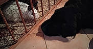 Spooky a rejoint le concours — aidez-le/la à gagner de superbes lots ! black_dog, white_rabbit, cage, wooden_bars, wire_mesh, tiled_floor, pet, indoor, animal_interaction, plush_toy, elephant_toy, curious, pet_care, home, furniture, animal_enclosure, quiet, watching, cozy, companion