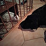 black_dog, white_rabbit, cage, wooden_bars, wire_mesh, tiled_floor, pet, indoor, animal_interaction, plush_toy, elephant_toy, curious, pet_care, home, furniture, animal_enclosure, quiet, watching, cozy, companion