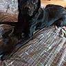 Spooky a rejoint le concours — aidez-le/la à gagner de superbes lots ! dog, kitten, black_dog, black_kitten, bed, blanket, indoor, pet, animal, resting, fur, cozy, sleepy, cute, friendship, domestic, mammal, companion, young_animal, relaxation