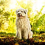 dog, white_dog, sitting, outdoor, autumn, leaves, grass, forest, sunlight, nature, fluffy, pet, animal, happy, tongue_out, daylight, trees, greenery, mammal, canine