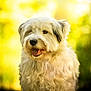 Tumaï a rejoint le concours — aidez-le/la à gagner de superbes lots ! dog, white_dog, fluffy, pet, animal, portrait, outdoor, nature, happy, tongue_out, fur, cute, canine, friendly, one_eye_patch, summer, sunlight, greenery, blurred_background, adorable