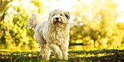 Tumaï participe au concours pour gagner de l'argent avec cette photo : animal, canine, daylight, dog, fluffy, fur, grass, greenery, happy, leisure, mammal, nature, outdoor, park, pet, playful, summer, sunlight, walking, white_dog