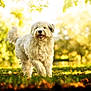 Tumaï participe au concours pour gagner de l'argent avec cette photo : dog, white_dog, fluffy, outdoor, grass, park, sunlight, nature, pet, canine, happy, walking, animal, summer, greenery, daylight, mammal, fur, playful, leisure