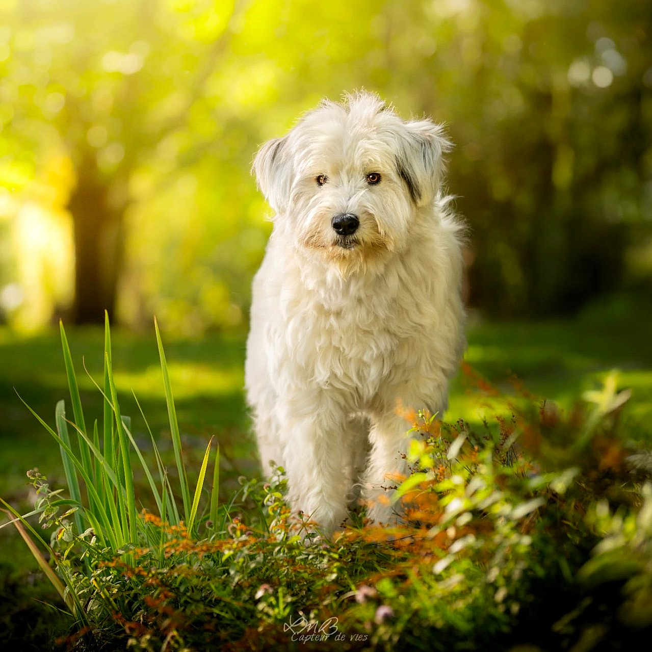 Tumaï participe au concours pour gagner de l'argent avec cette photo : animal, bokeh, canine, cute, daylight, dog, fluffy, fur, garden, grass, greenery, nature, outdoor, park, pet, plants, portrait, sunlight, trees, white_dog