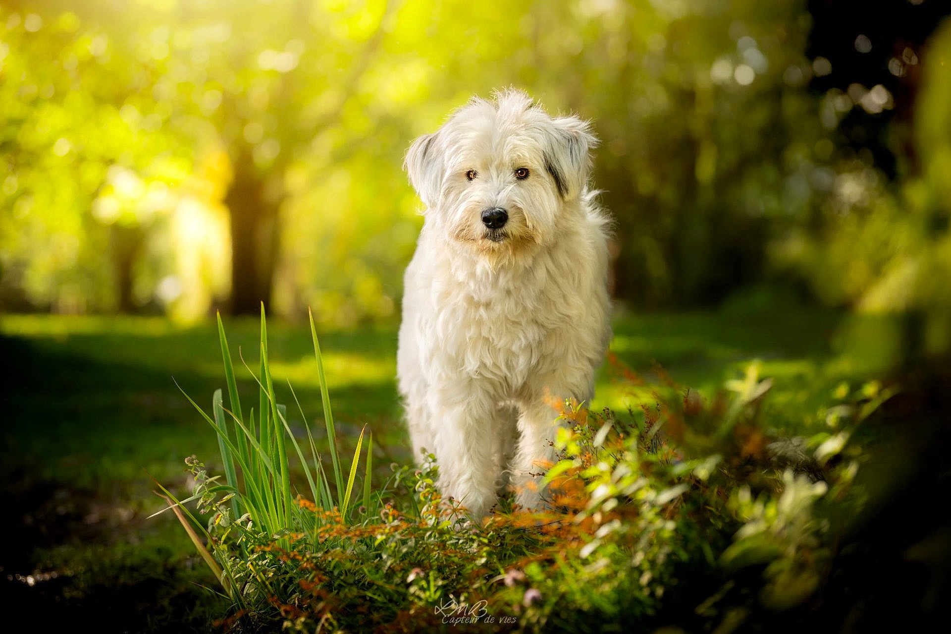 Tumaï participe au concours pour gagner de l'argent avec cette photo : dog, white_dog, fluffy, outdoor, garden, greenery, plants, sunlight, nature, animal, pet, fur, cute, portrait, daylight, bokeh, grass, trees, canine, park