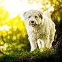 dog, white_dog, fluffy, grass, tree, nature, outdoor, sunlight, greenery, animal, pet, canine, happy, daylight, forest, mammal, portrait, standing, summer, park