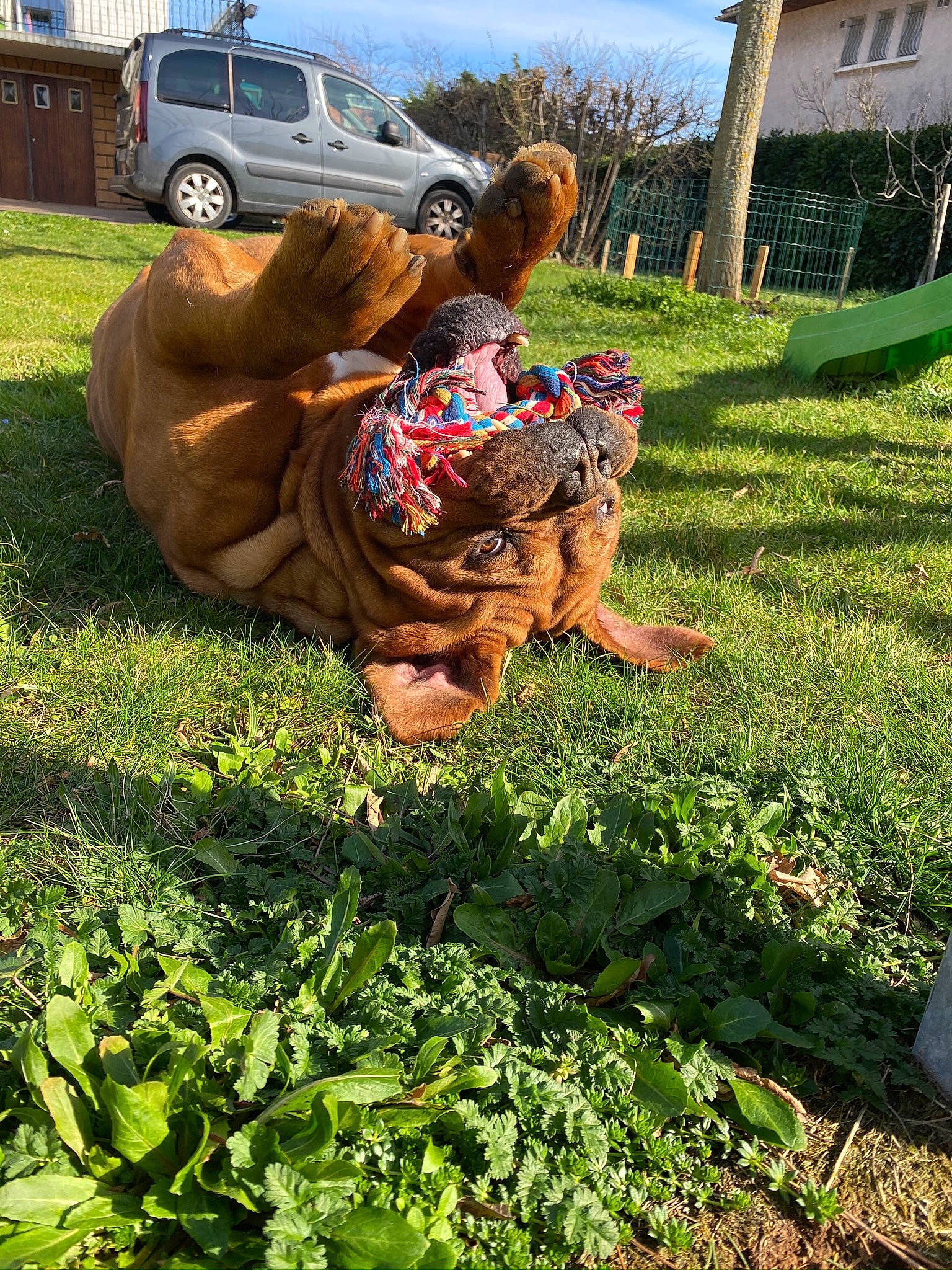 Jaeger participe au concours pour gagner de l'argent avec cette photo : automotive_tire, car, farmer, grass, grass_family, grassland, green, groundcover, hat, landscape, meadow, morning, motor_vehicle, people_in_nature, plant, tire, tree, vehicle, vehicle_door, wheel