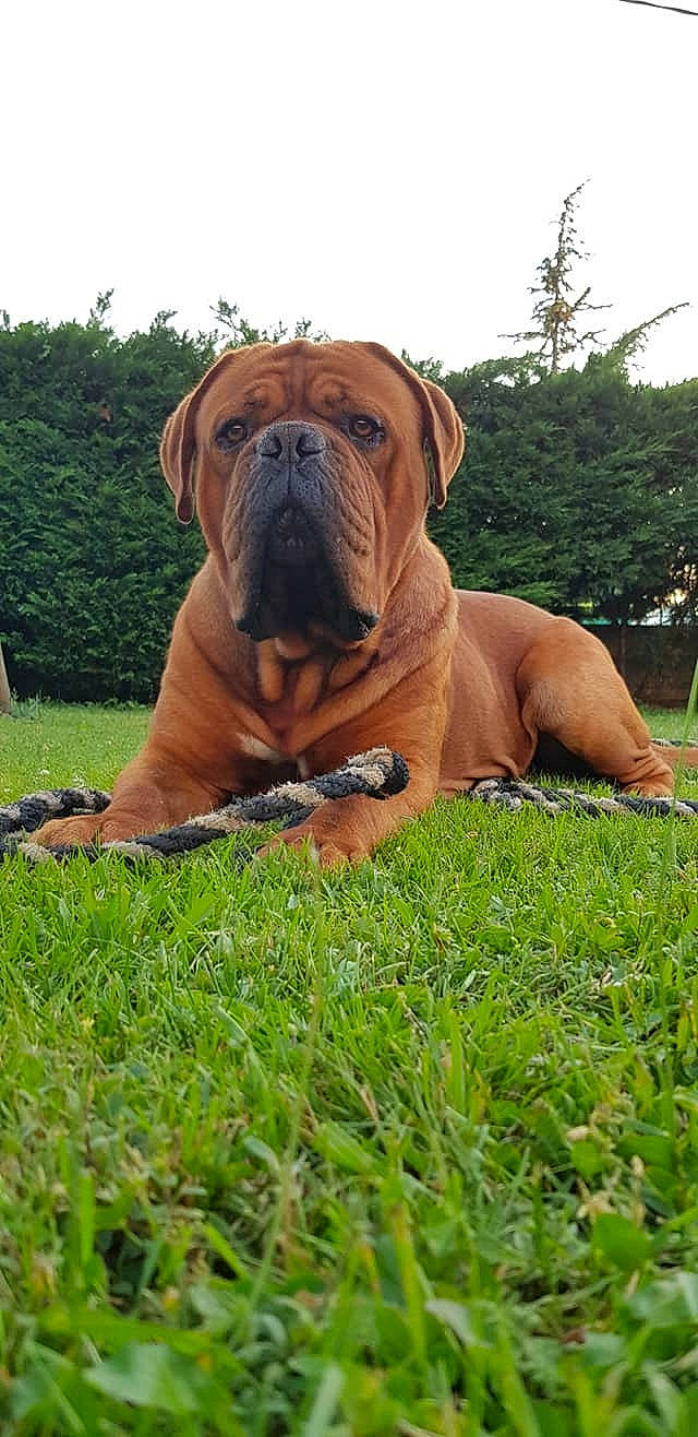 Jaeger a rejoint le concours — aidez-le/la à gagner de superbes lots ! bulldog, canidae, carnivore, companion_dog, dog, dog_breed, fawn, grass, grassland, molosser, plant, shar_pei, sky, snout, sporting_group, terrestrial_animal, tree, wildlife, working_dog, wrinkle