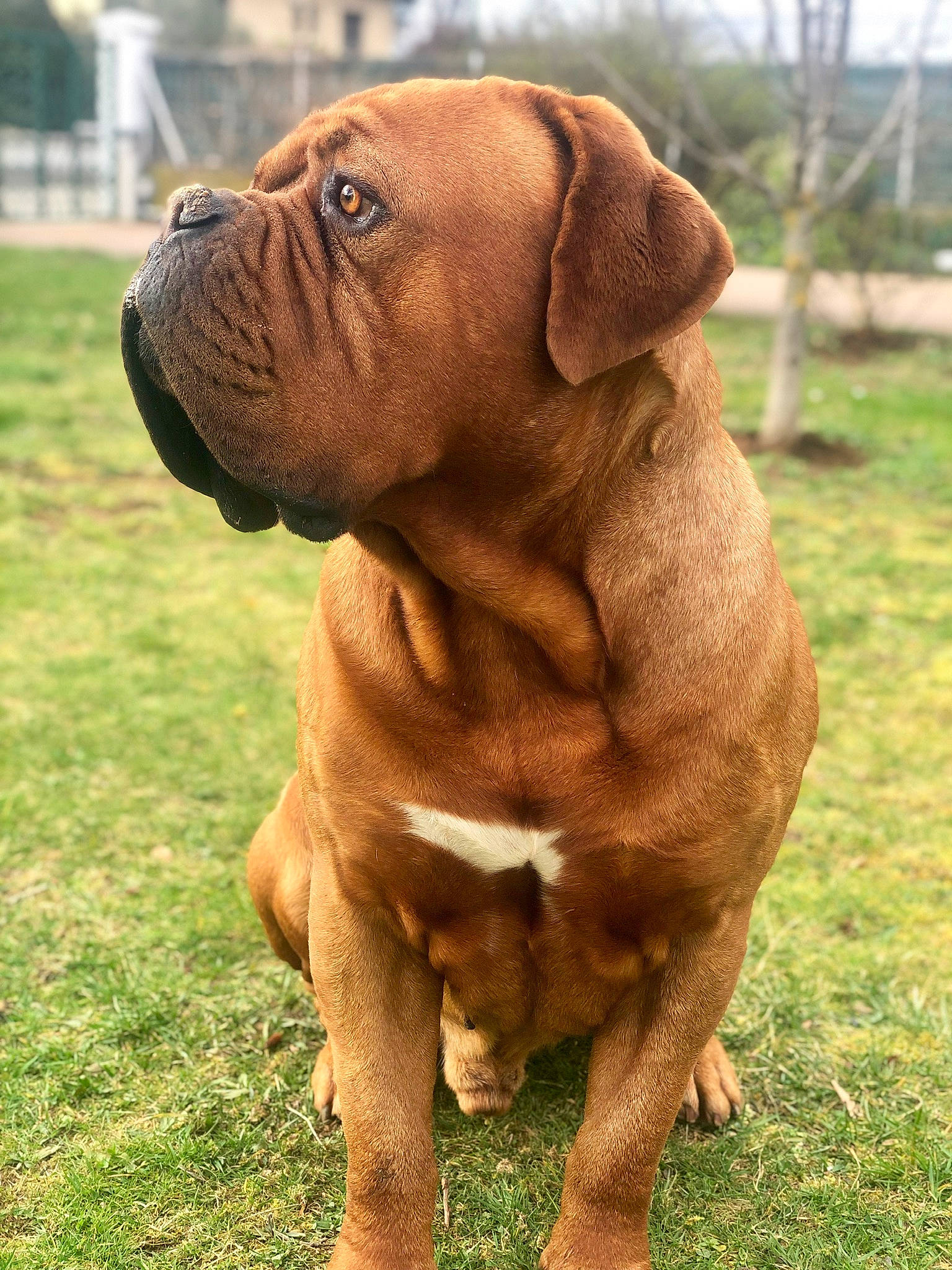 Jaeger a rejoint le concours — aidez-le/la à gagner de superbes lots ! ancient_dog_breeds, art, canidae, carnivore, companion_dog, dog, dog_breed, fawn, fur, grass, liver, molosser, non_sporting_group, plant, rose, snout, sporting_group, terrestrial_animal, working_animal, wrinkle