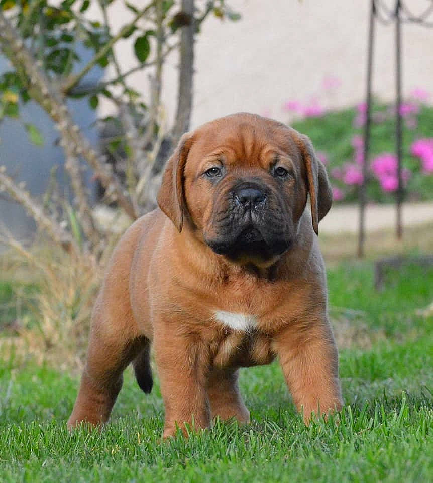 Jaeger a rejoint le concours — aidez-le/la à gagner de superbes lots ! ancient_dog_breeds, canidae, carnivore, companion_dog, dog, dog_breed, fawn, grass, liver, non_sporting_group, plant, pug, snout, sporting_group, terrestrial_animal, toy_dog, tree, working_animal, working_dog, wrinkle