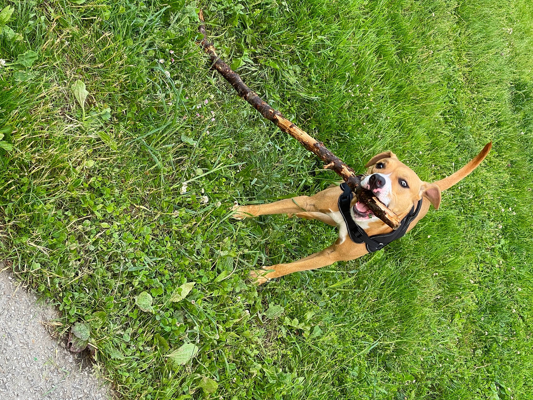 Poko participe au concours pour gagner de l'argent avec cette photo : balance, elbow, fun, grass, grass_family, grassland, groundcover, happy, knee, landscape, lawn, leisure, pasture, people_in_nature, plant, prairie, recreation, shrub, swimwear, terrestrial_animal