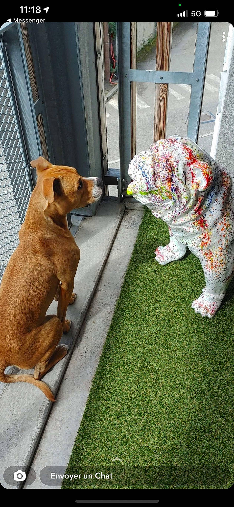 Poko participe au concours pour gagner de l'argent avec cette photo : canidae, carnivore, collar, companion_dog, dog, dog_breed, dog_collar, dog_supply, fawn, flooring, grass, guard_dog, mammal, pet_supply, sidewalk, snout, sporting_group, tail, vertebrate, working_animal