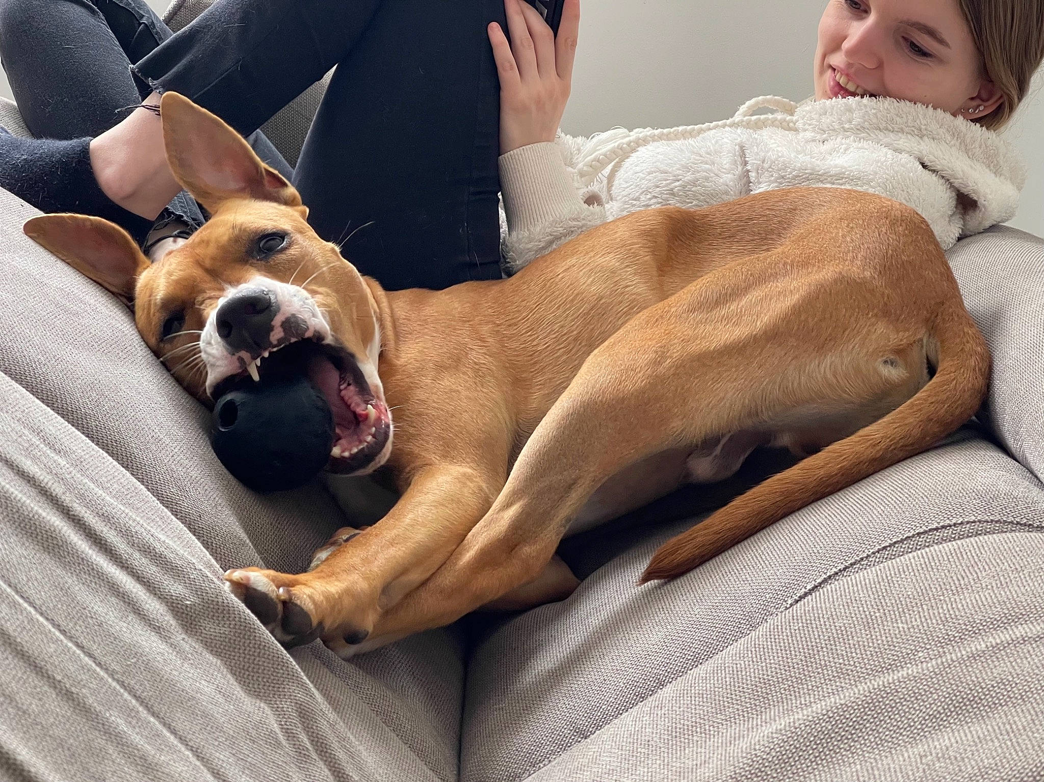 Poko participe au concours pour gagner de l'argent avec cette photo : canidae, carnivore, comfort, companion_dog, dog, dog_breed, fawn, foot, fur, guard_dog, hound, human_leg, leg, nap, paw, sitting, snout, sporting_group, street_dog, whiskers