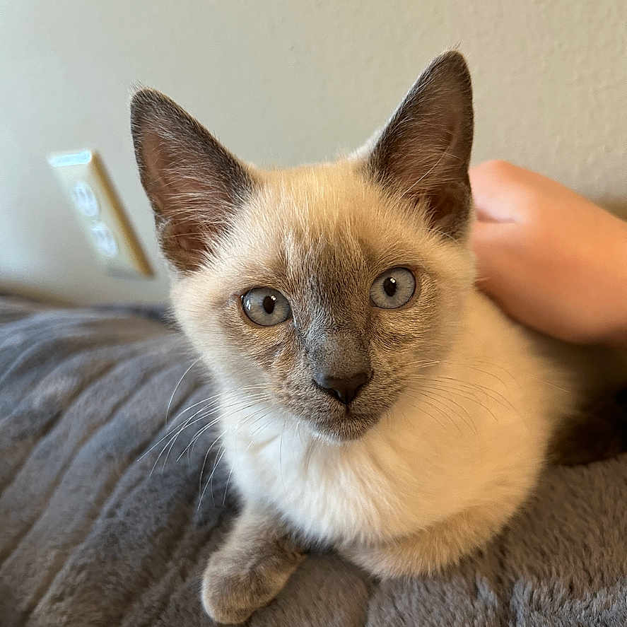 Raya is registered to the contest to win money with this photo: abyssinian, animal, cat, kitten, manx, pet, siamese