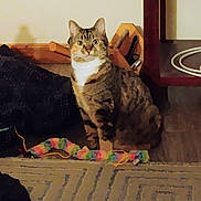 Junior is registered to the contest to win money with this photo: cat, tabby_cat, pet, animal, sitting, portrait, indoors, fireplace, brick, hearth, toy, colorful_toy, blanket, home, furniture, wood, shelf, background, striped_fur, alert