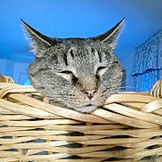 Lokey is registered to the contest to win money with this photo: animal, basket, cat, closeup, cozy, cute, domestic, ears, face, feline, fur, house, indoor, pet, relaxed, resting, sleepy, softlight, tabby, whiskers