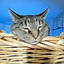 animal, basket, cat, closeup, cozy, cute, domestic, ears, face, feline, fur, house, indoor, pet, relaxed, resting, sleepy, softlight, tabby, whiskers