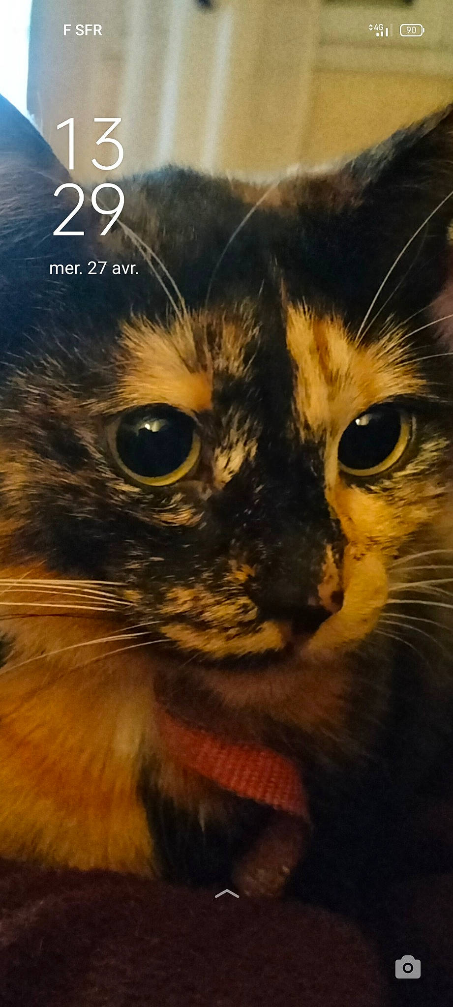 Mya a rejoint le concours — aidez-le/la à gagner de superbes lots ! art, black_cat, carnivore, cat, close_up, domestic_short_haired_cat, eye, felidae, fur, illustration, mammal, photo_caption, small_to_medium_sized_cats, snout, terrestrial_animal, vertebrate, visual_arts, whiskers, wildlife, window