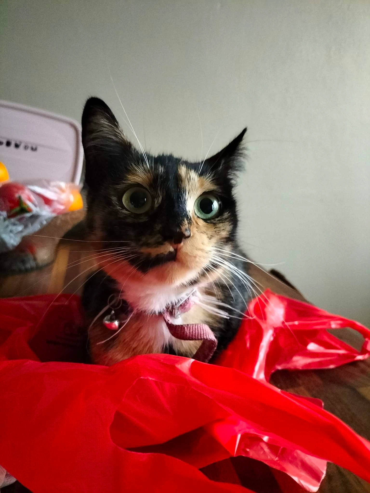 Mya a rejoint le concours — aidez-le/la à gagner de superbes lots ! box, carmine, carnivore, cat, cat_supply, claw, comfort, domestic_short_haired_cat, felidae, fur, magenta, paw, plant, sitting, small_to_medium_sized_cats, snout, tail, tree, whiskers