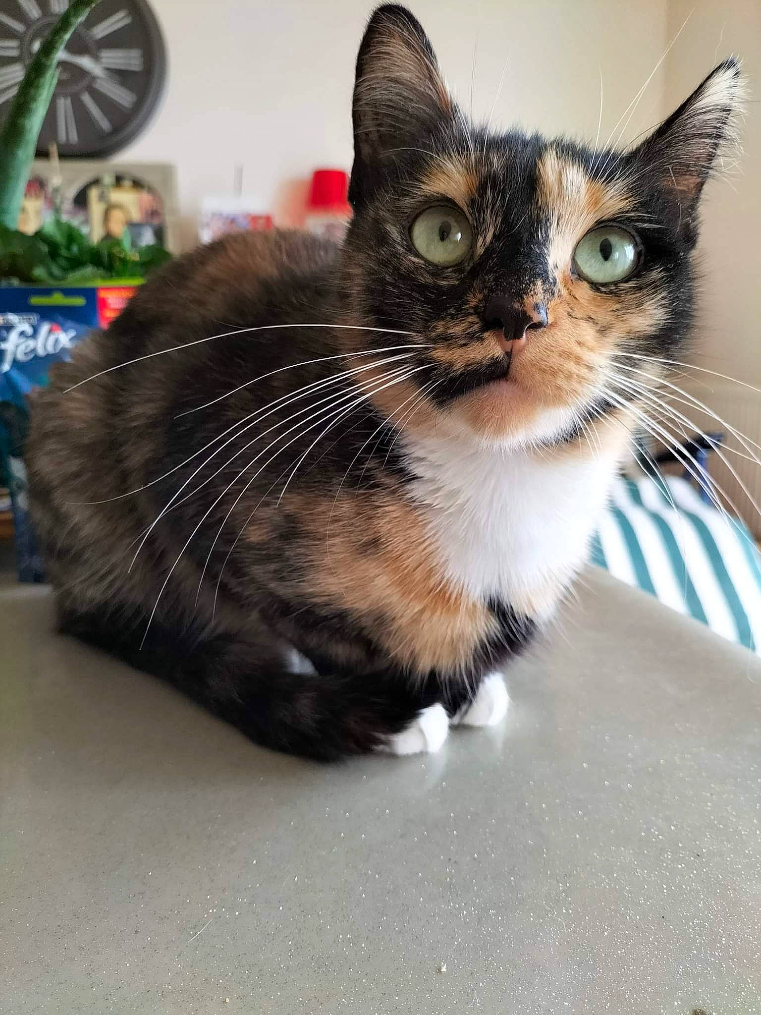 Mya participe au concours pour gagner de l'argent avec cette photo : automotive_tire, carnivore, cat, claw, domestic_short_haired_cat, eye, felidae, fur, mechanical_fan, paw, small_to_medium_sized_cats, snout, whiskers