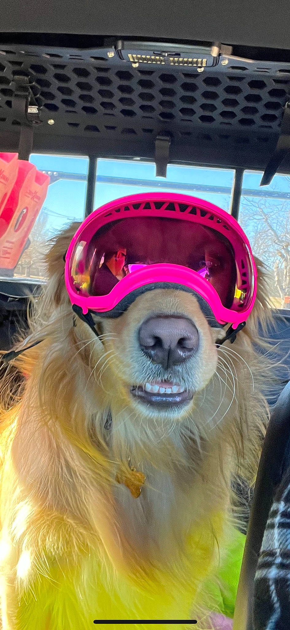 Lucy joined the competition — help win amazing prizes! canidae, carnivore, companion_dog, dog, dog_breed, eyewear, fun, fur, happy, helmet, humour, leisure, magenta, personal_protective_equipment, recreation, smile, snout, sporting_group, working_animal