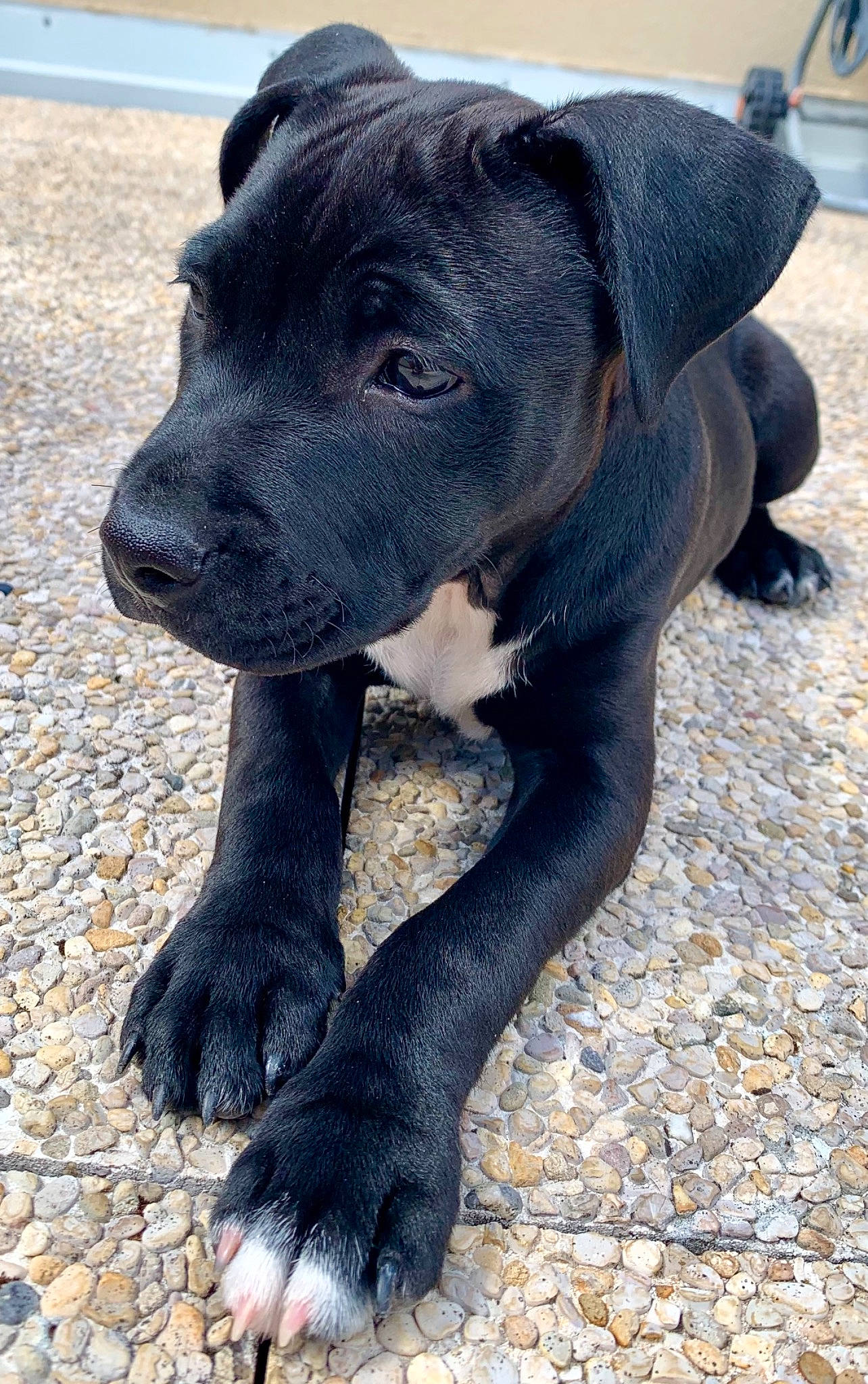 Parker a rejoint le concours — aidez-le/la à gagner de superbes lots ! borador, canidae, carnivore, collar, companion_dog, dog, dog_breed, dog_collar, electric_blue, fawn, fur, guard_dog, pet_supply, sitting, snout, sporting_group, tail, terrestrial_animal, working_animal, working_dog