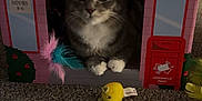 Luna joined the competition — help win amazing prizes! cardboard_house, carpet, cat, cozy, doorway, eyes, feathers, feline, gray_cat, indoor, mouse_toy, paws, pet, playful, plush_toy, portrait, post_office_sign, toy_house, whiskers, white_chest