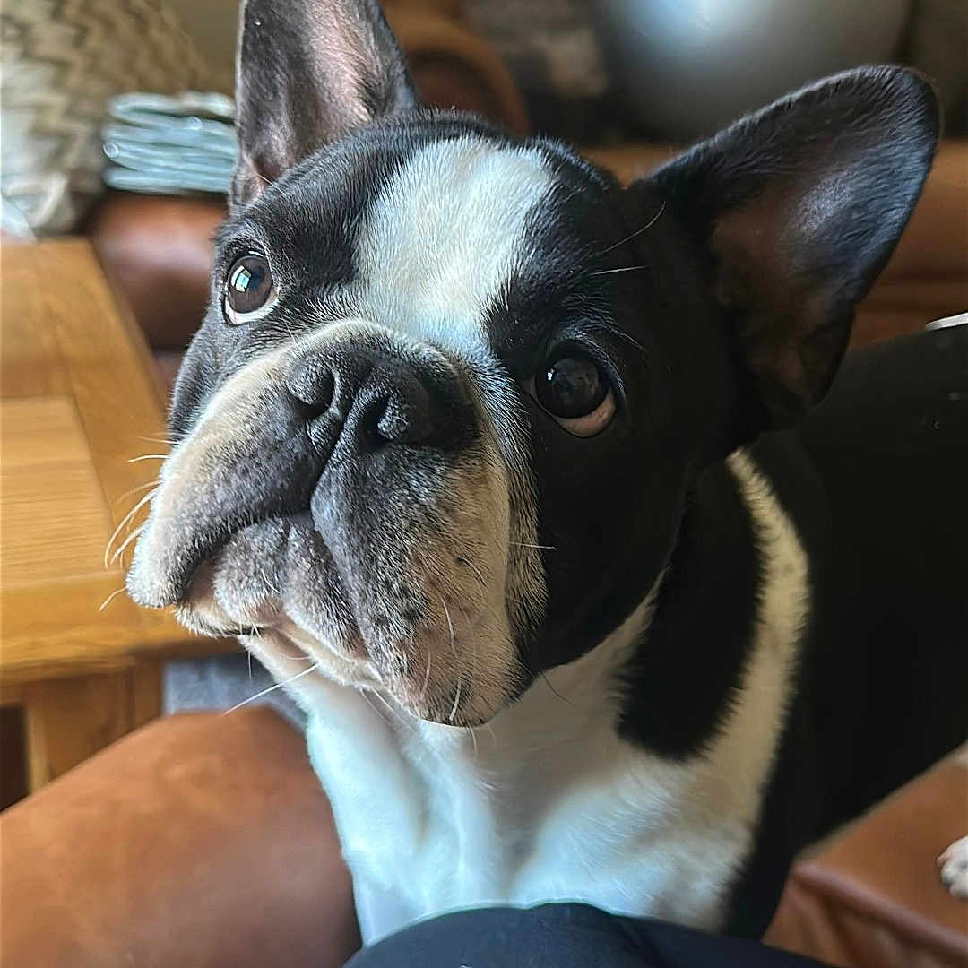 Dexter joined the competition — help win amazing prizes! animal, black_and_white, canine, close_up, companion, couch, curious, cute, dog, domestic_animal, ears_up, french_bulldog, fur, furniture, household, indoor, living_room, pet, portrait, relaxed