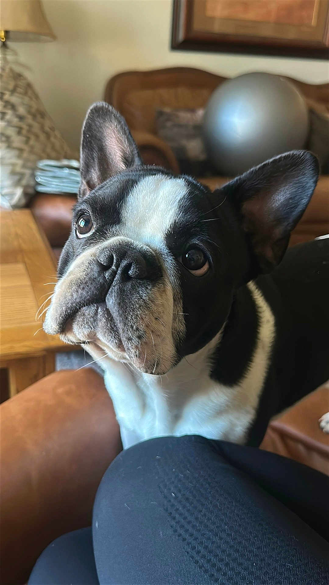 Dexter joined the competition — help win amazing prizes! dog, french_bulldog, pet, close_up, black_and_white, indoor, couch, living_room, curious, ears_up, portrait, animal, companion, cute, fur, domestic_animal, household, canine, furniture, relaxed