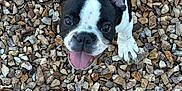 Dexter joined the competition — help win amazing prizes! puppy, dog, black_and_white, ears, tongue, rocks, outdoor, animal, pet, cute, smiling, young, playful, happy, fur, small, muzzle, paw, nose, looking_up