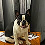 dog, french_bulldog, table, wooden_table, glasses, papers, indoor, curtains, black_and_white, pet, animal, sitting, face, ears, tongue, fur, cute, domestic, companion, smiling