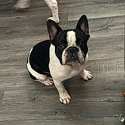 Dexter is registered to the contest to win money with this photo: dog, french_bulldog, black_and_white, pet, indoor, floor, canine, animal, cute, looking_up, sitting, ears_up, attention, companion, domestic, friendly, fur, paw, snout, background