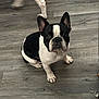 dog, french_bulldog, black_and_white, pet, indoor, floor, canine, animal, cute, looking_up, sitting, ears_up, attention, companion, domestic, friendly, fur, paw, snout, background